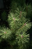 Pinus mugo RCP1-2013 105.JPG